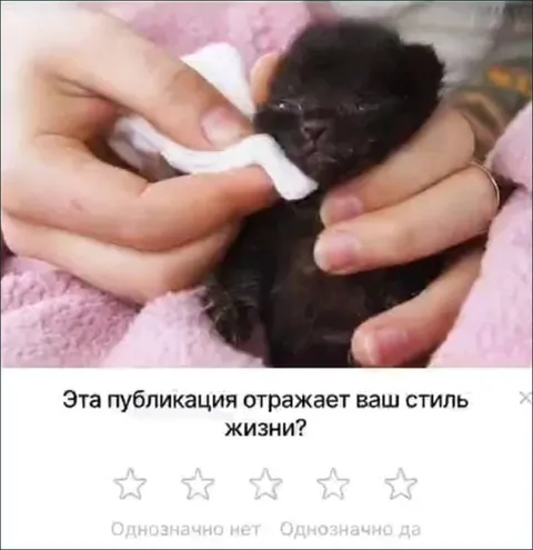 Котёнок и стиль жизни