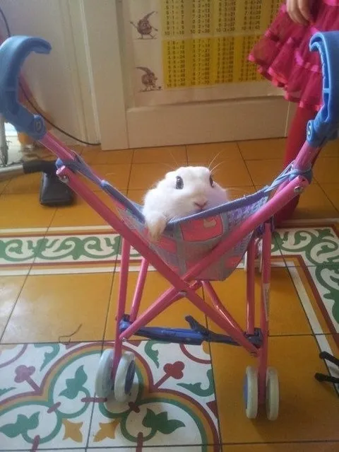 Кролик в игрушечной коляске