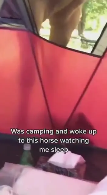 Horse Watching Me Sleep