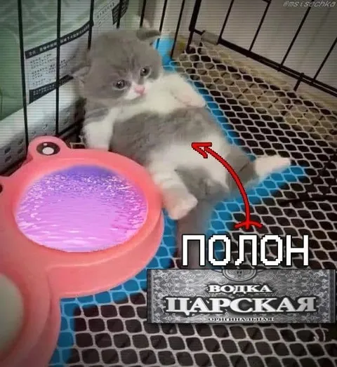 Кот полон царской водки