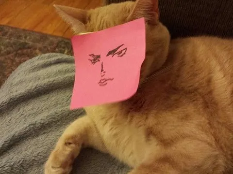 Кот с лицом на стикере