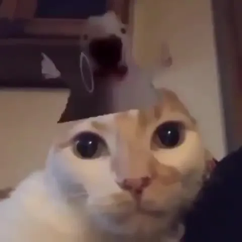 Кот с меняющимися рожицами