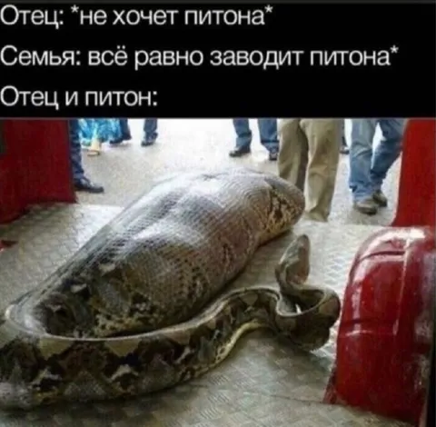 Отец и питон