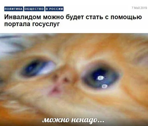 Можно ненадо — плачущий кот