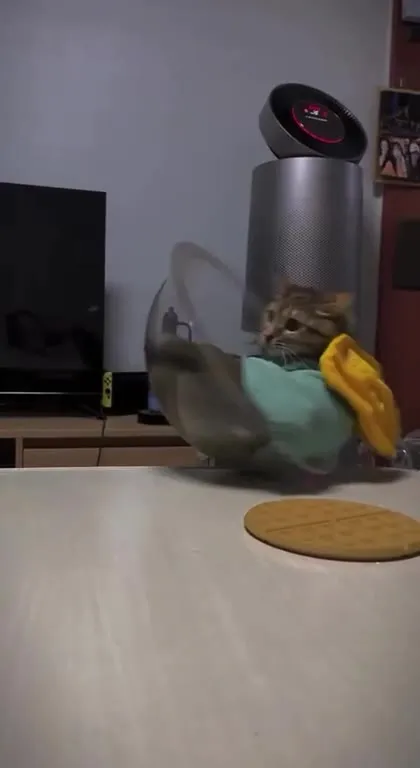 Коты под музыку всё ломают