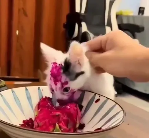 Котёнок в розовом фрукте