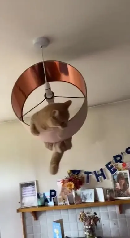 Cat Spinning in a Lampshade