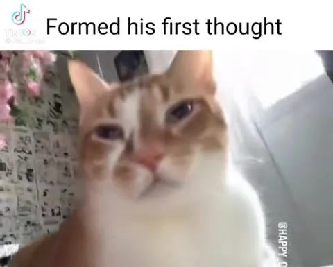 Cat Forms His First Thought