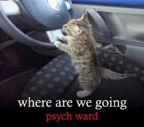 Cat Driving to the Psych Ward