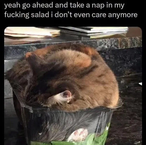 Cat Napping in Salad