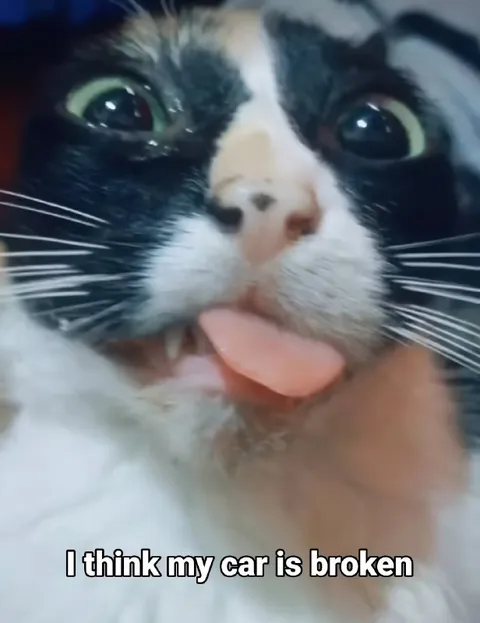 Cat Thinks Car Is Broken