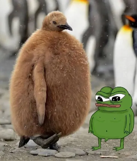 Пухлый пингвин и Пепе