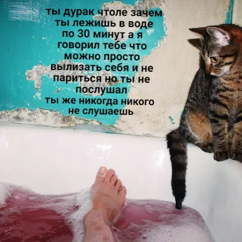 Кот не слушает хозяина