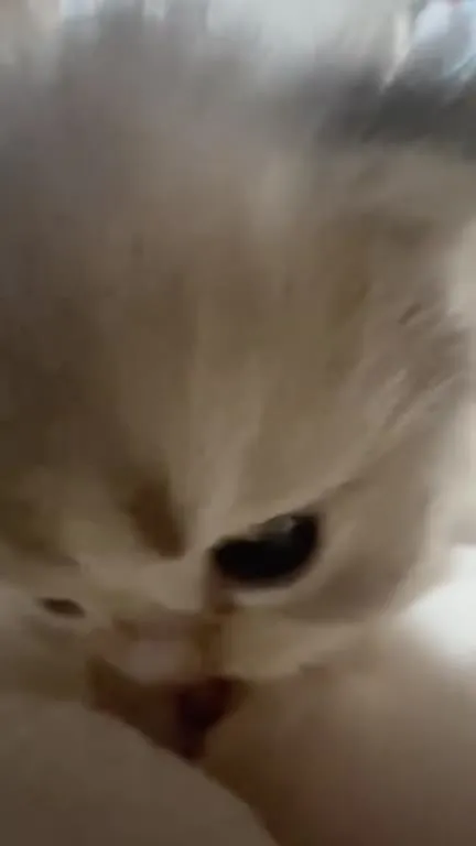 Котёнок под Пачку сигарет