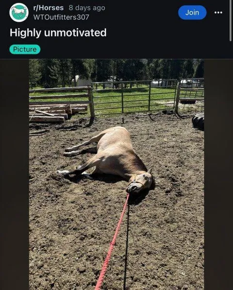 Highly Unmotivated Horse