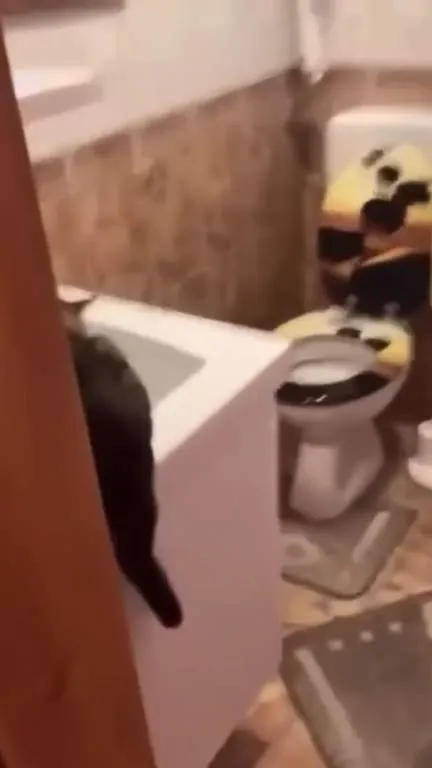 Кот сбегает из ванной
