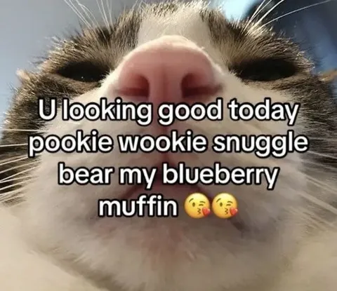 Blueberry Muffin Cat Compliment