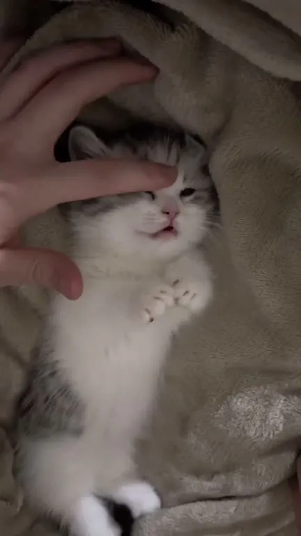 Котёнок готовится ко сну