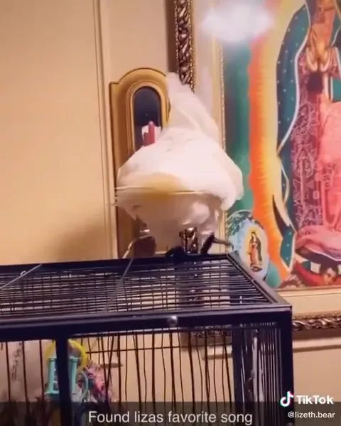 Cockatoo Finds Its Favorite Song