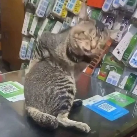 Кот с больной спиной
