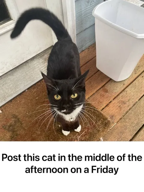 Friday Afternoon Cat Post