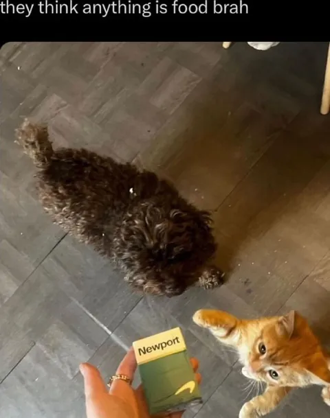 They Think Anything Is Food
