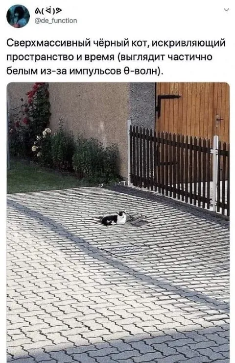Сверхмассивный чёрный кот