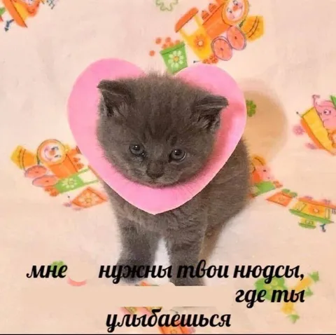Котёнок просит нюды с улыбкой