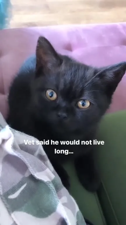 Kitten Ate the Vet