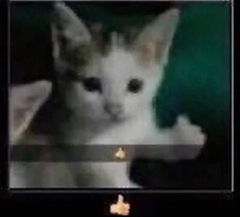 Котёнок смотрит из окна