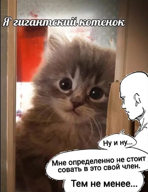 Гигантский котенок и любопытство