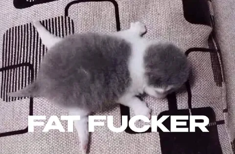 FAT FUCKER котёнок