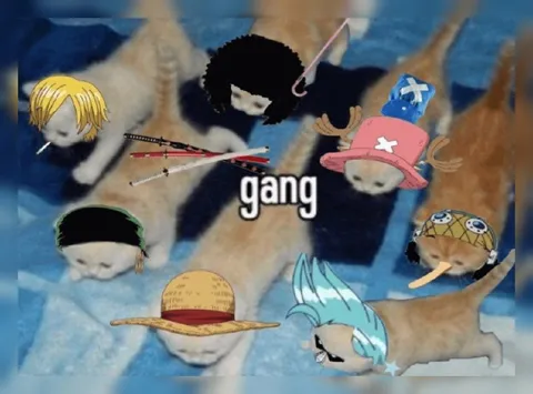 Котята из банды One Piece
