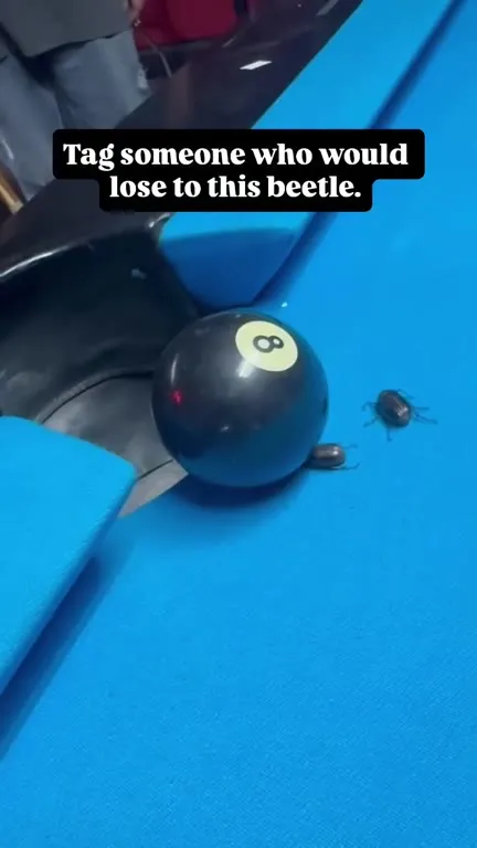 Beetle Beats the Eight Ball