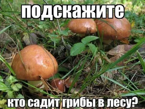 Кто сажает грибы в лесу