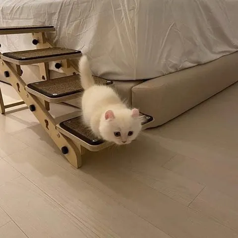 Котёнок на кошачьей лестнице