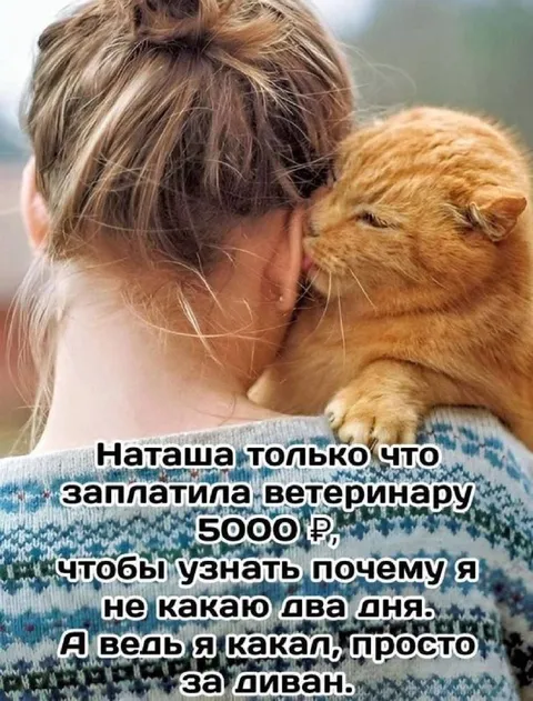 Кот какал за диван