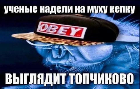 Муха в кепке выглядит топчиково