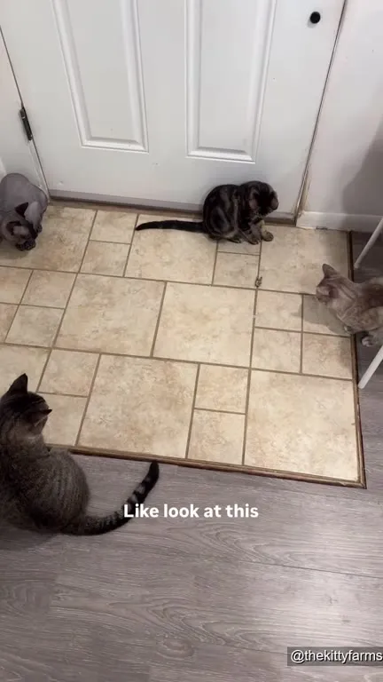 Cats Terrorize a Tiny Bug