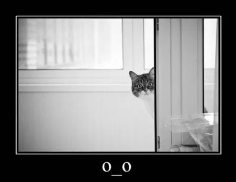 Кот выглядывает из-за двери