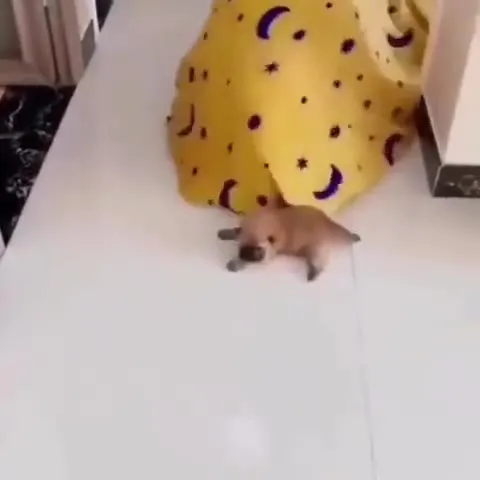 Котята штурмуют одеяло