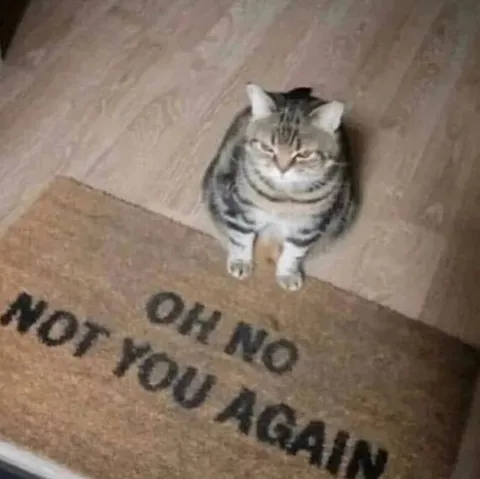 Oh No, Not You Again Cat