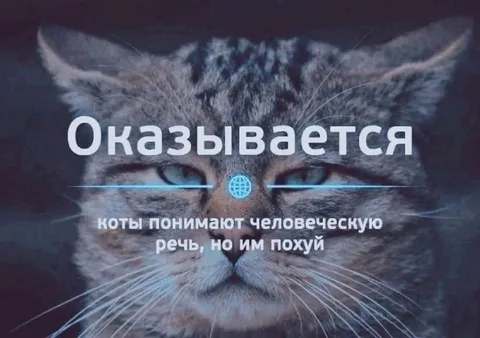 Котам всё равно на человеческую речь