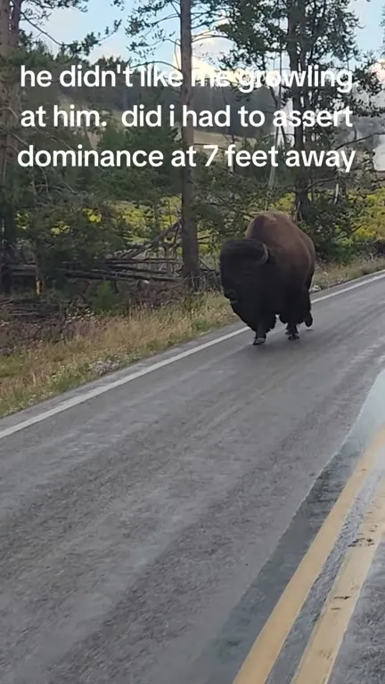 Bison Asserts Dominance