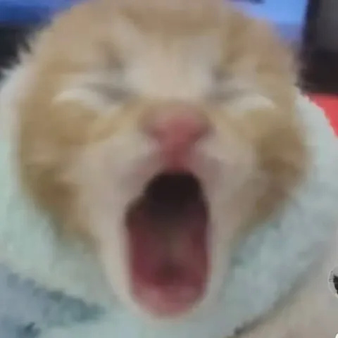 Зевающий кот крупным планом