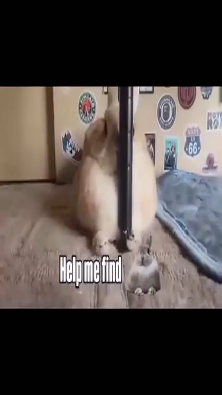 Help Me Find the Tiny Cat
