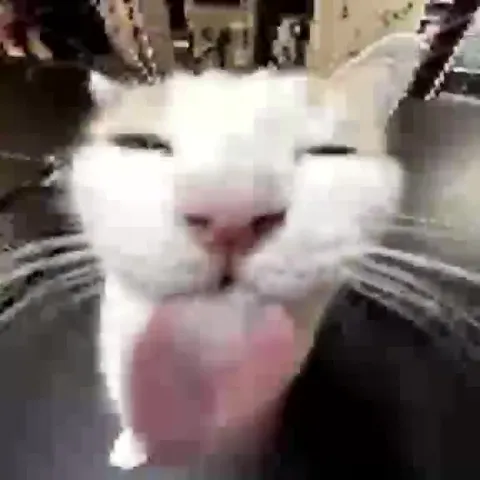 Кошачий танцевальный хаос