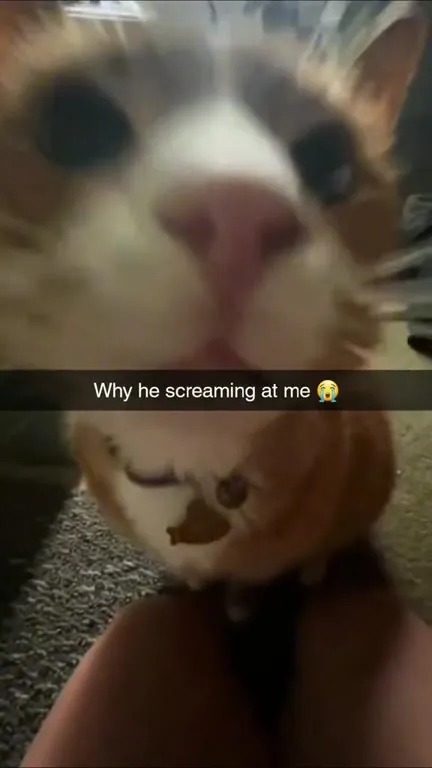 Cat Screaming in My Face