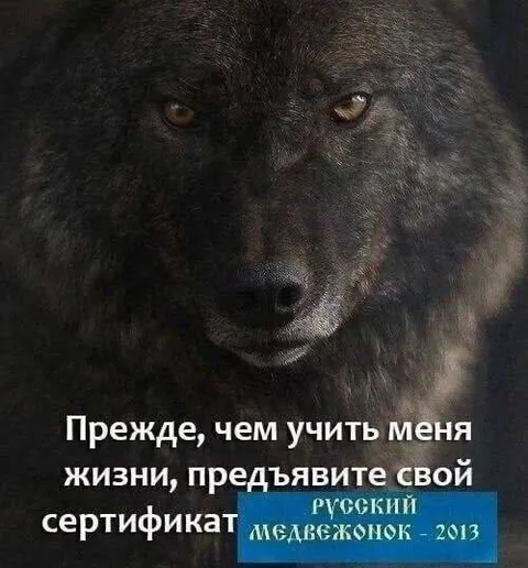 Сертификат русского медвежонка