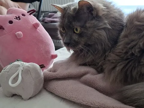 Кот среди плюшевых игрушек
